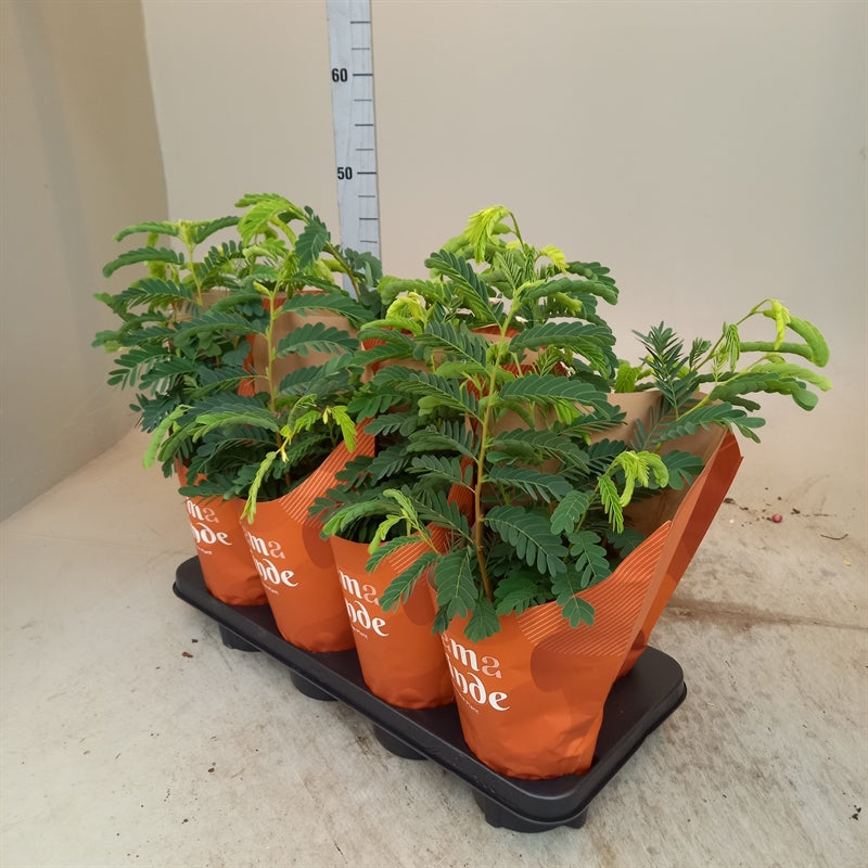 Tamarindus Indica Plant - نبتة التمر الهندي