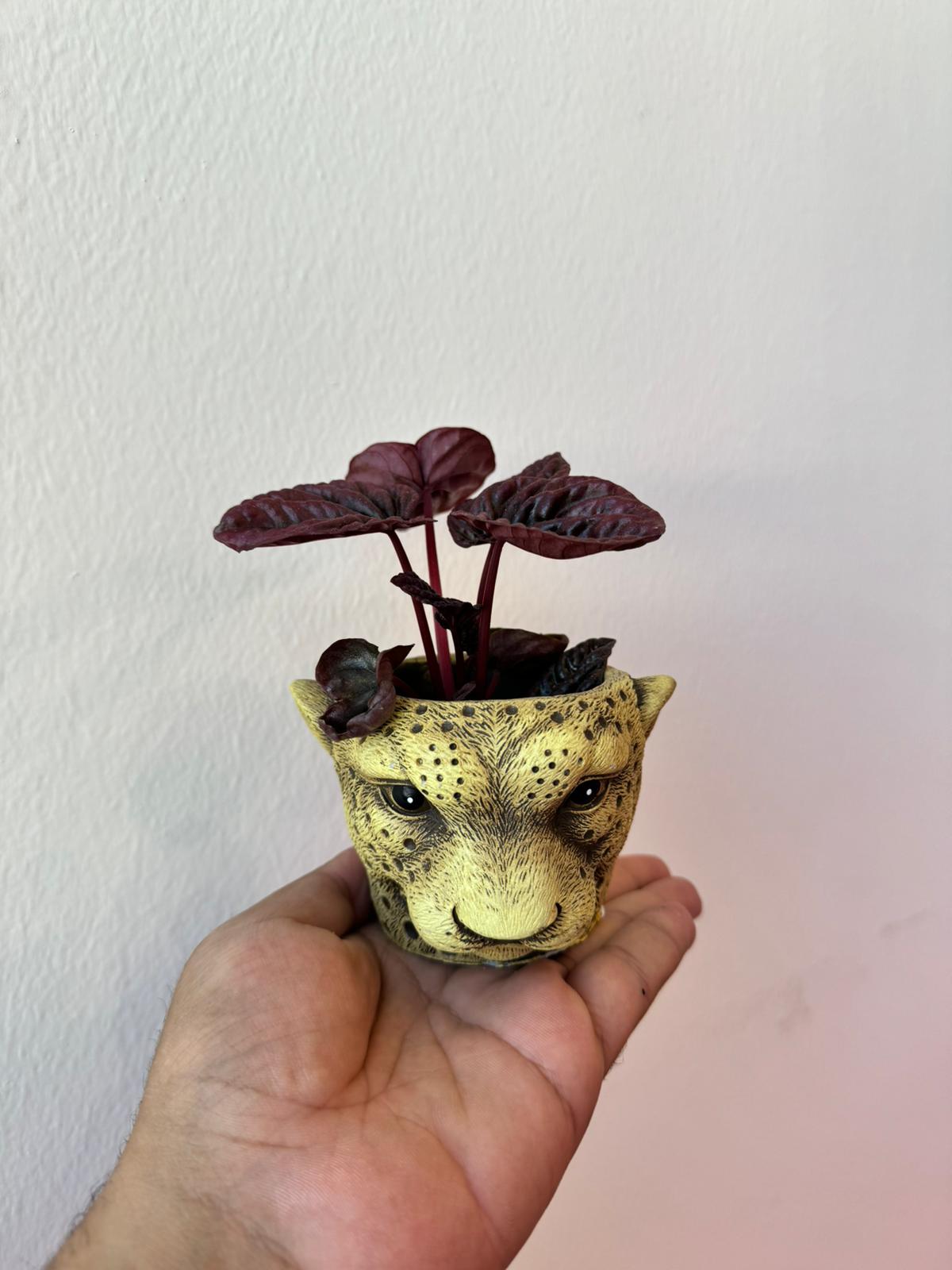 Peperomia Caperata in Lion Pot - Indoor Plant