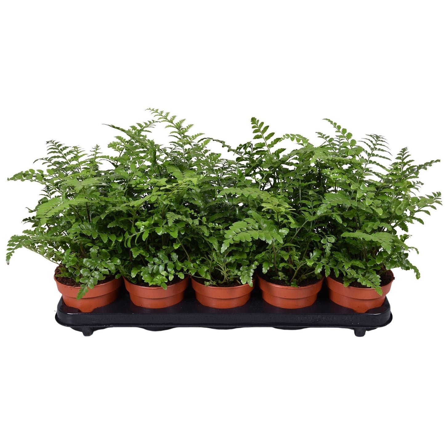 Asplenium Parvati Fern - Indoor House Plant - نبات داخلي