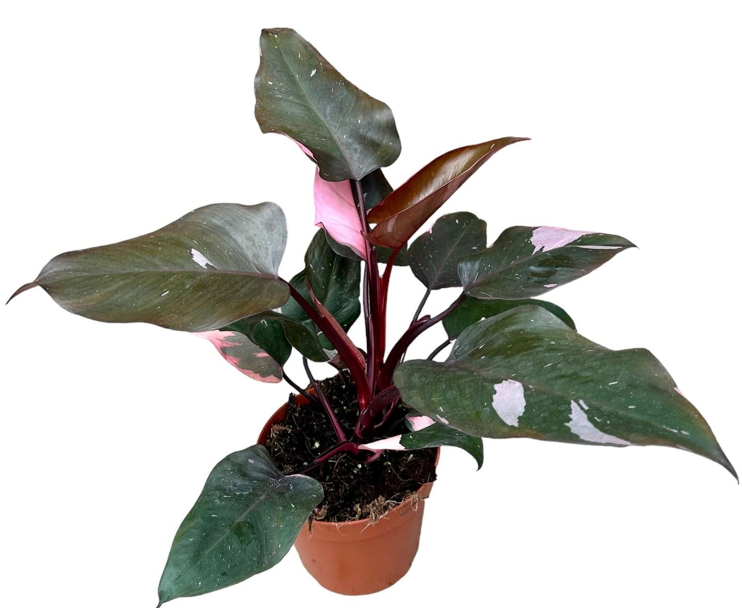 Philodendron Pink Princess - Rare Indoor House Plant - نبات داخلي