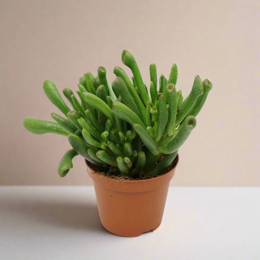 Crassula Ovata Gollum - Succulent Plant - نبات داخلي