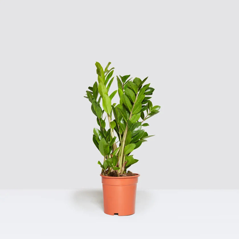 Zamioculcas Zamiifolia - ZZ Plant - Indoor House Plant - نبات داخلي