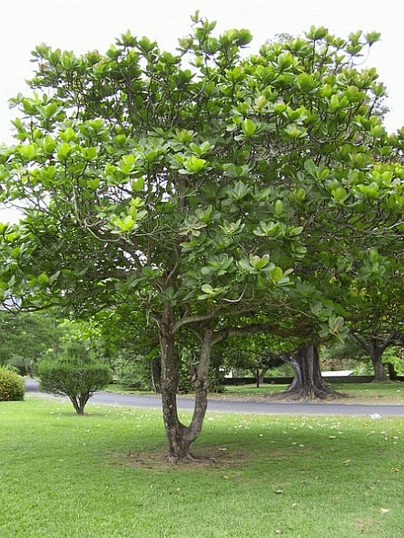 Terminalia catappa Tree — Tropical Almond Tree — شجرة اللوز الهندي