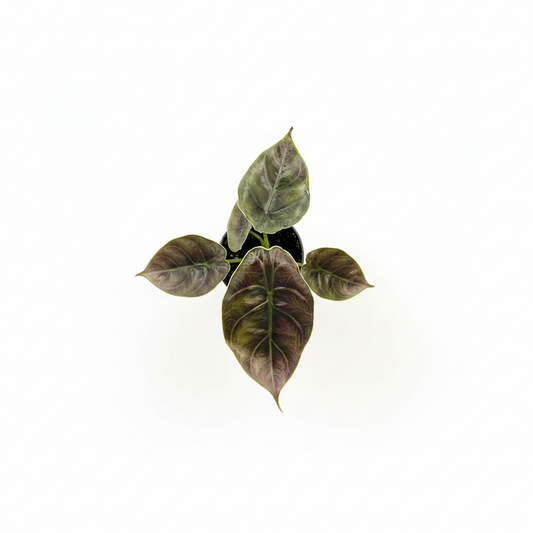 Alocasia Cuprea Red – Lifestyle Living Room