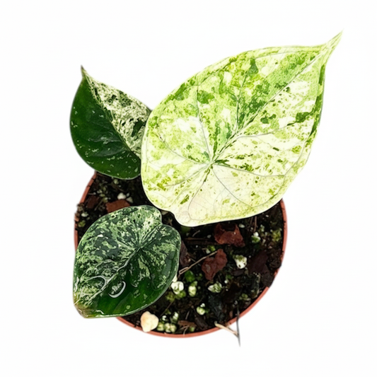 Alocasia Dragon Scale mint Variegated - Rare Indoor House Plant - نبات داخلي
