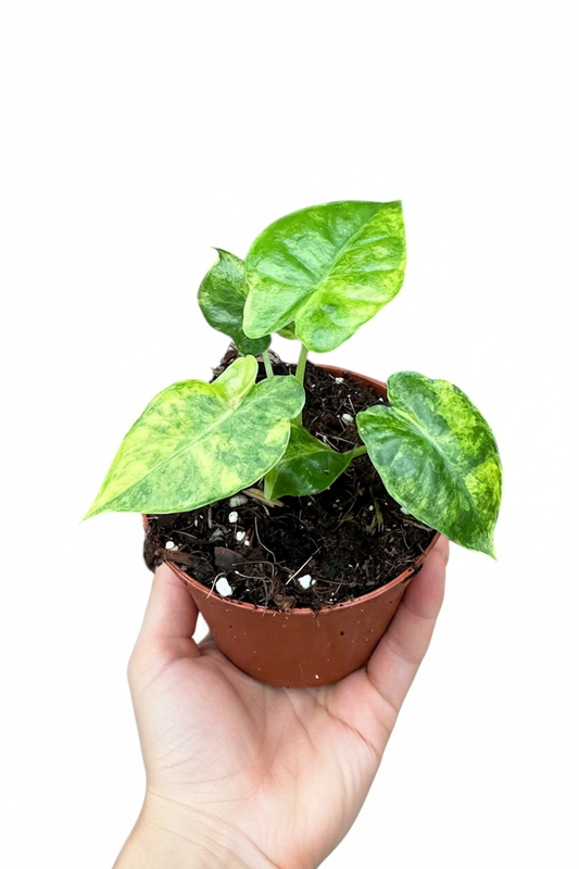 Alocasia Gageana Aurea - Cozy Living Room Hand Held