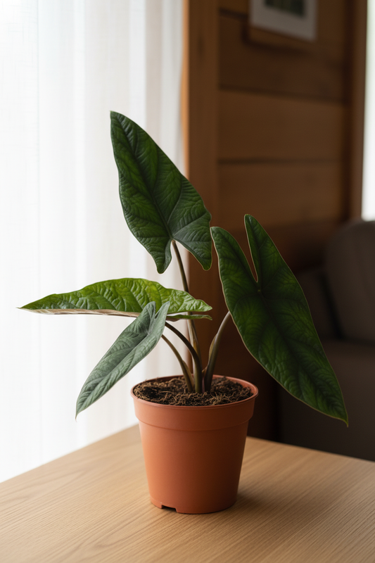 Plant styled on a bright living-room tabletop