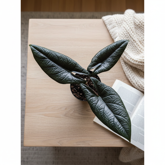 Alocasia Scalprum – Bright Cozy Living Room