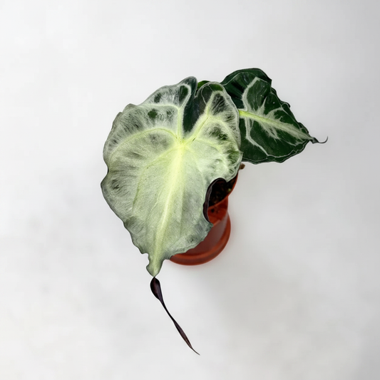 Alocasia Frydek Variegata - Living Room Tabletop HD