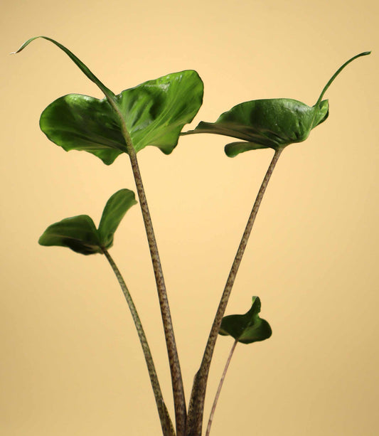 Alocasia Stingray Bambino Arrow - Indoor House Plant - نبات داخلي