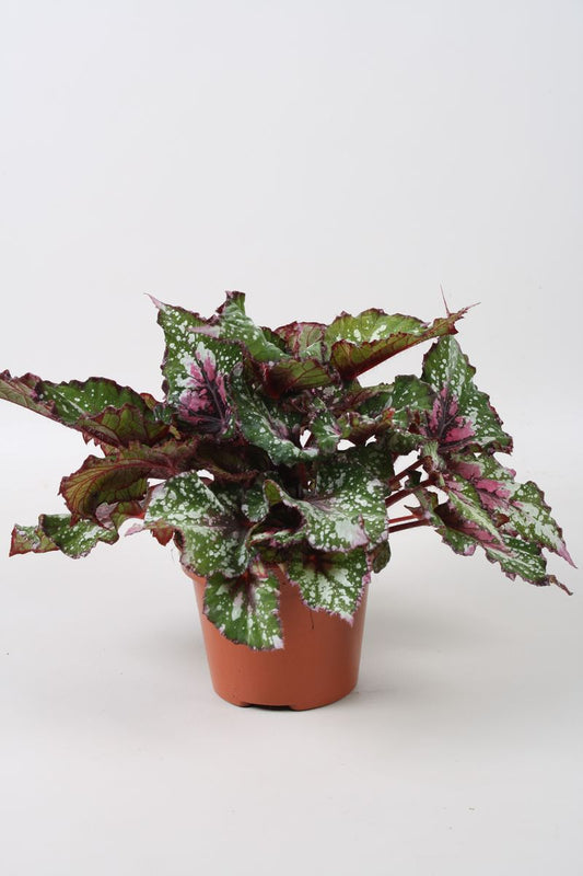 Begonia Beleaf Alaska Creek - Cozy Living Room Tabletop 22cm