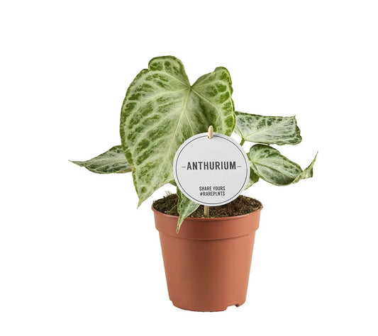 Anthurium Silver Blush Mint - Rare Indoor House Plant - نبات داخلي