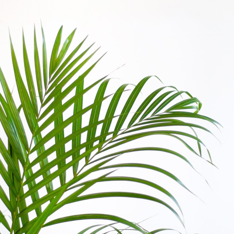Areca Palm - Dyps...