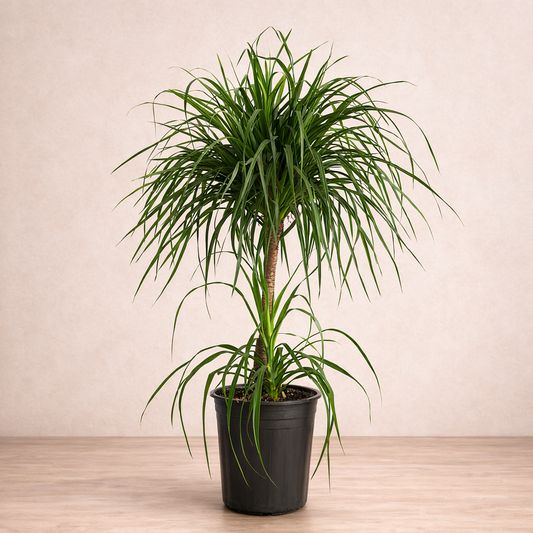 Dracaena Draco - Green - Indoor Plants - النباتات الداخلية