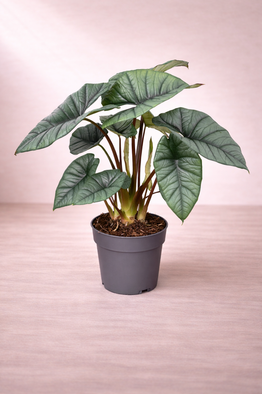 Alocasia Platinum Living Room Setup