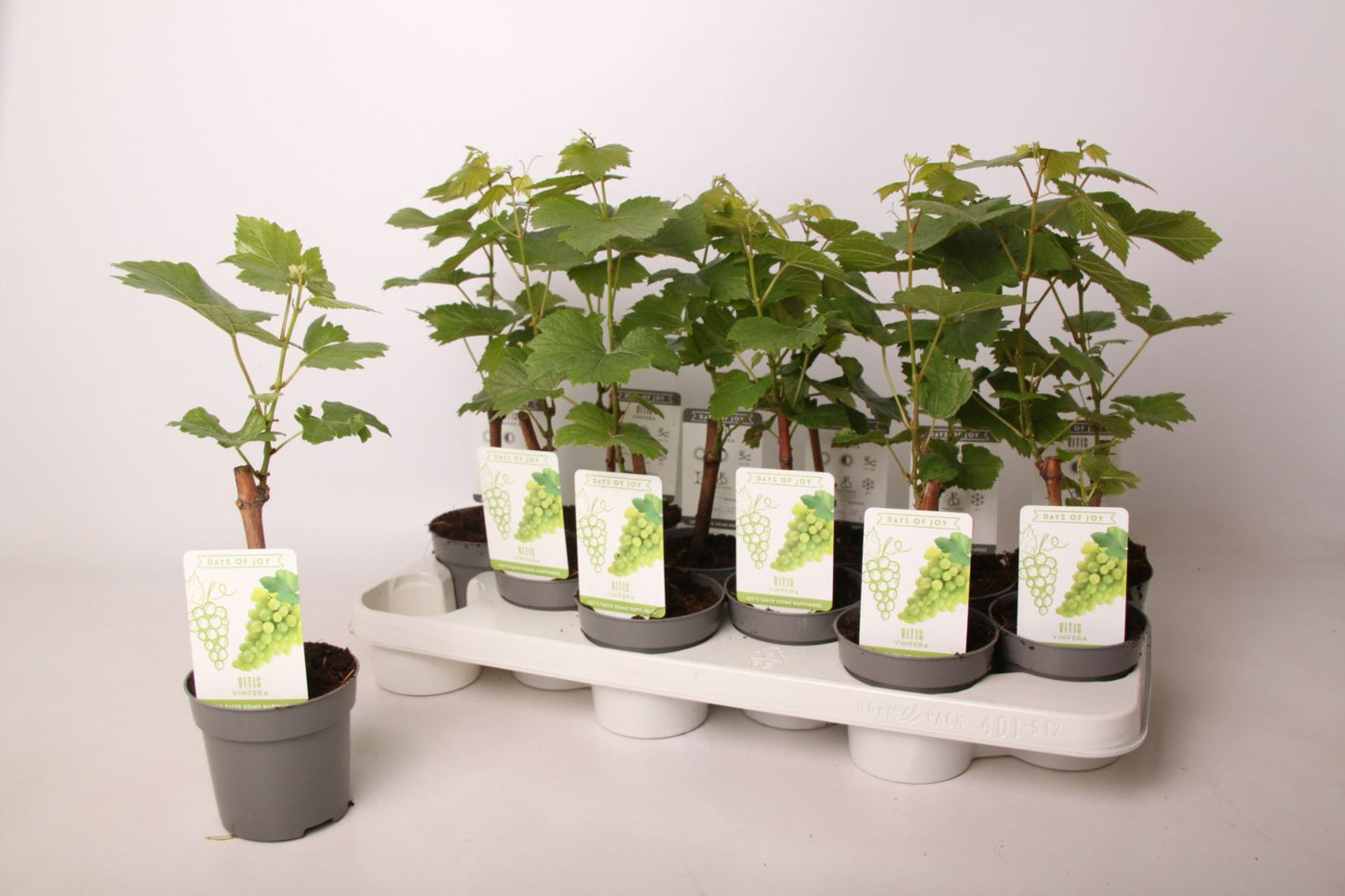 Grape Plant - Vitis Vinifera - نبات العنب الأخضر