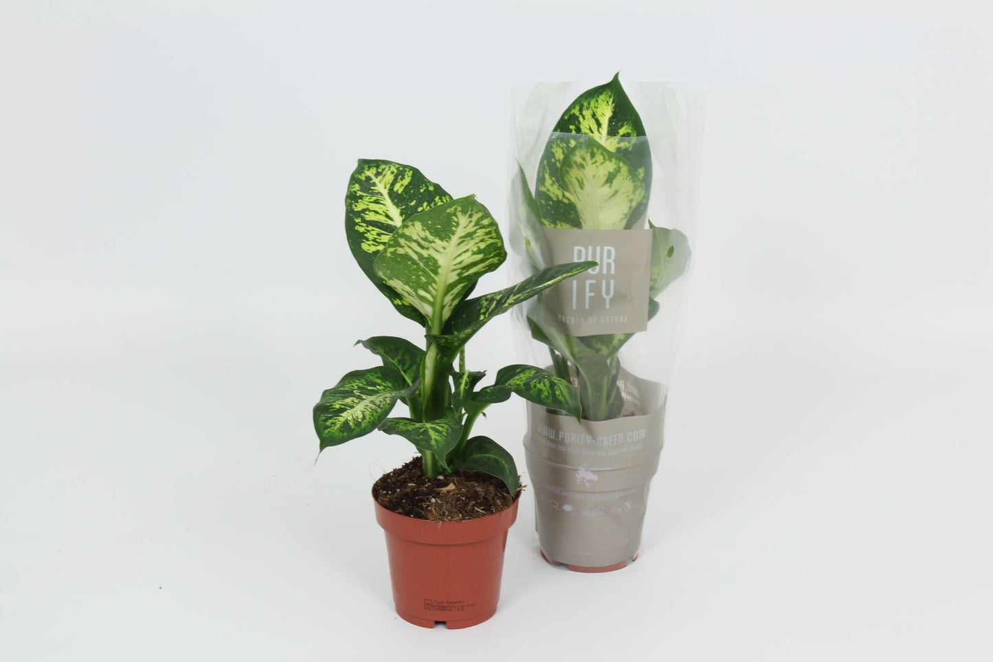 Dieffenbachia Sublime - Dumb Cane - Indoor House Plant - نبات داخلي