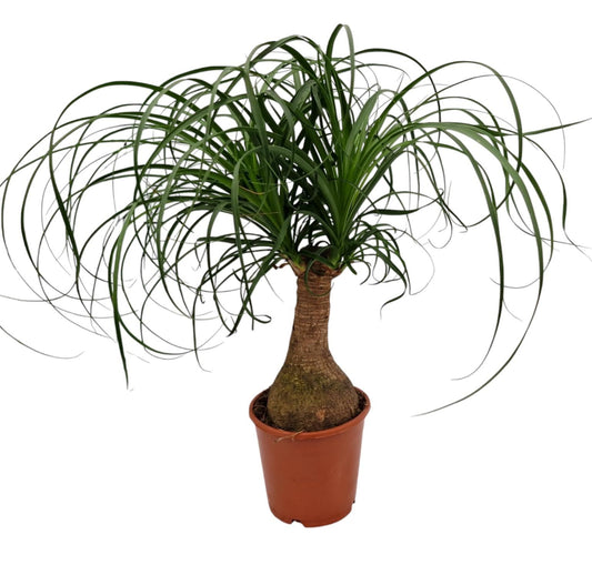 Nolina Recurvata Beaucarnea - Indoor House Plant - نبات داخلي
