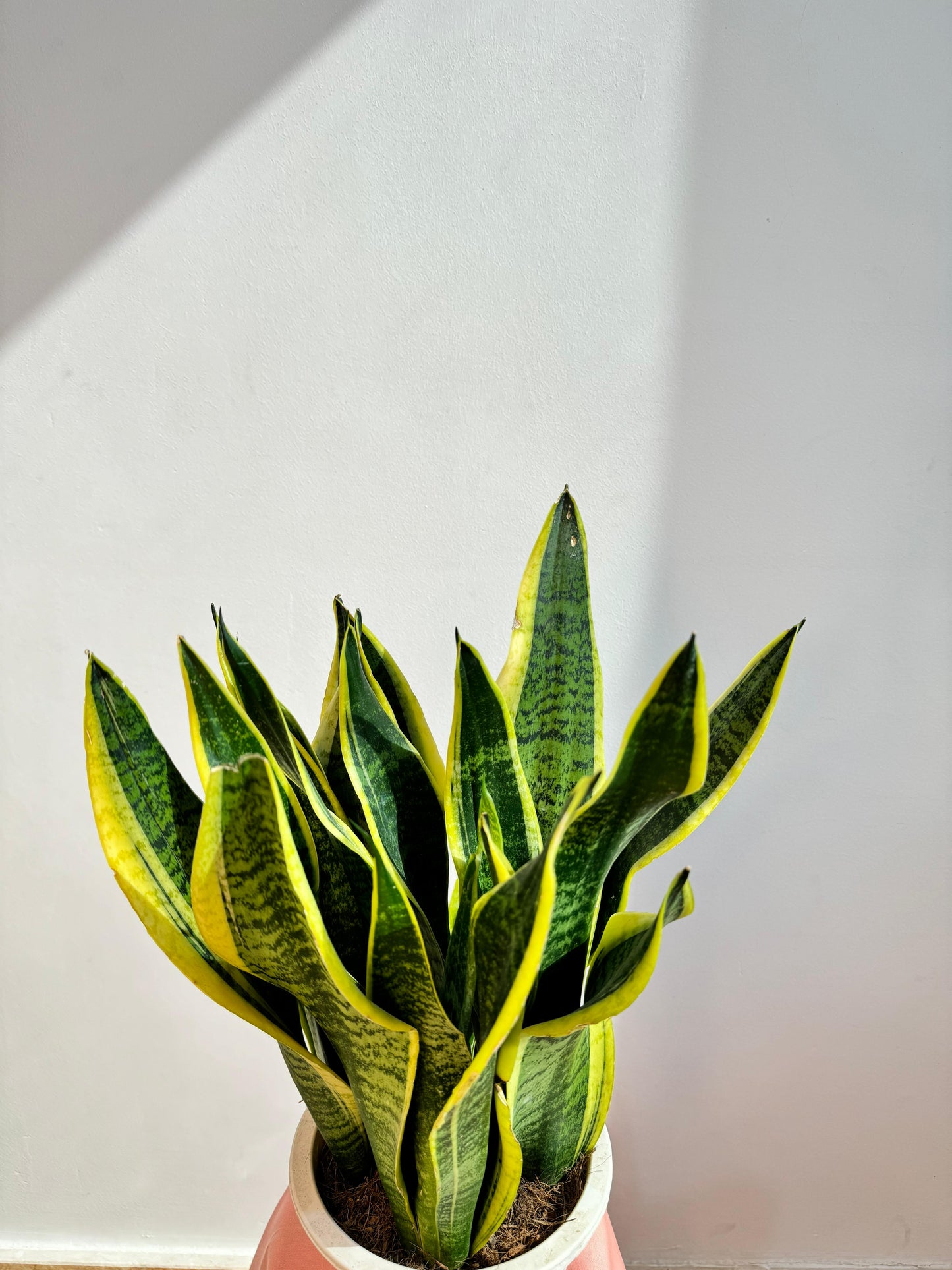 Snake Plant - Sansevieria Laurentii - النباتات الداخلية