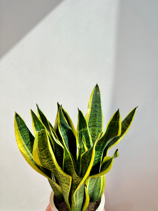 Snake Plant - Sansevieria Laurentii - Kuwait Plant