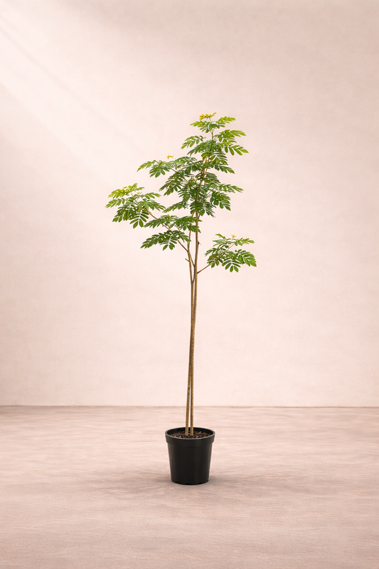 Cassia Gluca Tree - شجرة كاسيا جلوكا