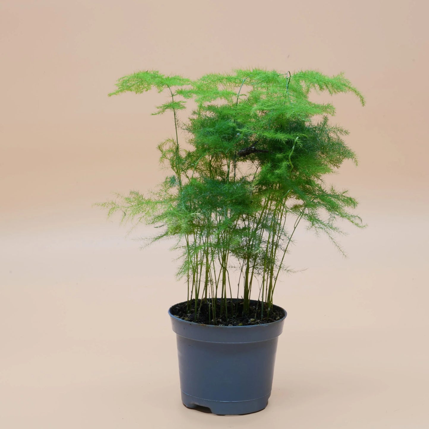 Asparagus Plumosa - Asparagus Fern - Indoor Plant - نبات داخلي