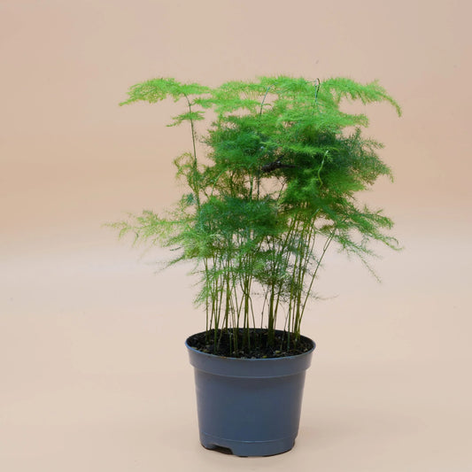 Natural Asparagus setaceus tabletop photo