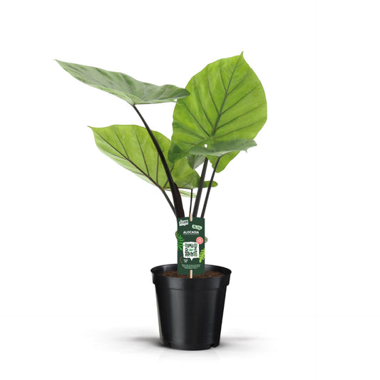 Alocasia Dark Star - Rare Indoor House Plant - نبات داخلي - ألوكاسيا