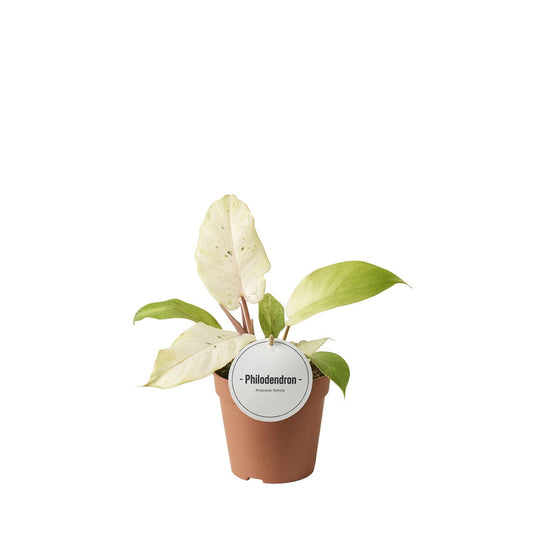 Philodendron Snowdrift - Rare Variegated Indoor House Plant - نبات داخلي