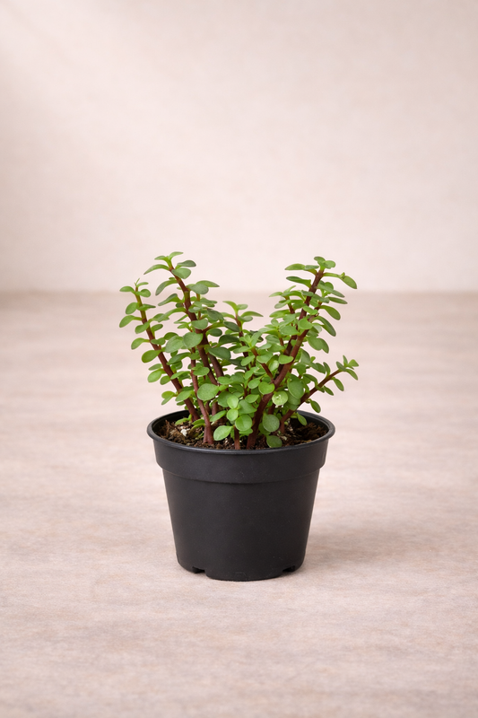 Portulacaria Afra – نبات بورتولاكاريا أفرا