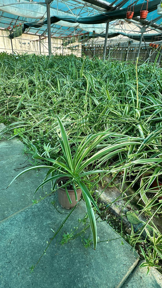 Chlorophytum - Spider Plant (نبات عنكبوت)