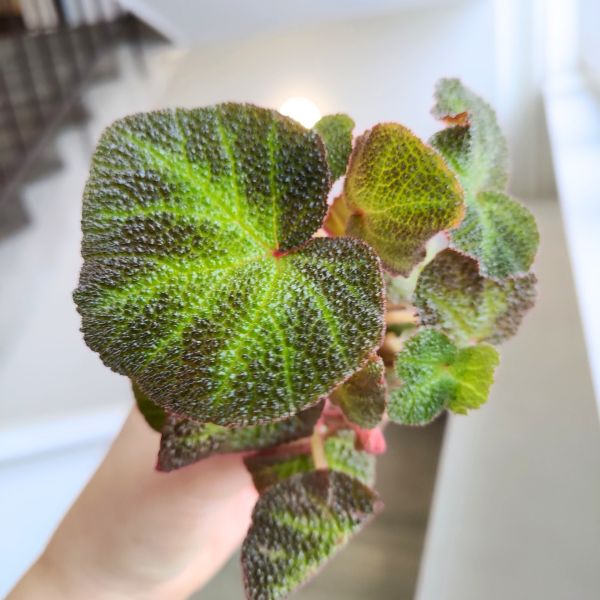 Begonia Rex Soli Mutata – Indoor House Plant | نبات داخلي