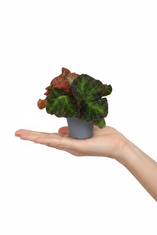 Begonia Rex Soli Mutata - Fair Female Hand Pure White Background