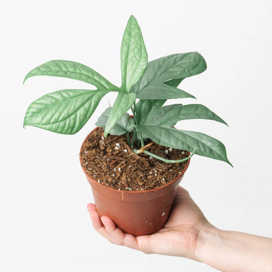 Monstera Amydrium Medium Silver - Indoor House Plant - نبات داخلي