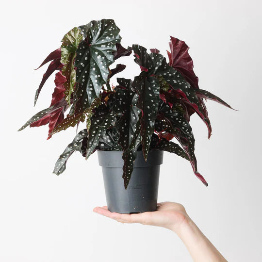 Begonia Maculata Black Forrest | Indoor House Plant | نبات داخلي