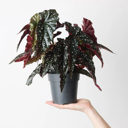 Begonia Maculata Black Forest – Modern Tabletop