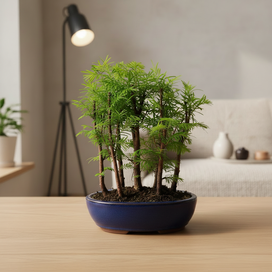 Metasequoia bonsai forest on a tabletop