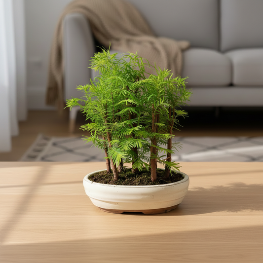 Bonsai Metasequoia Forest – White & Dark Blue Pots Together