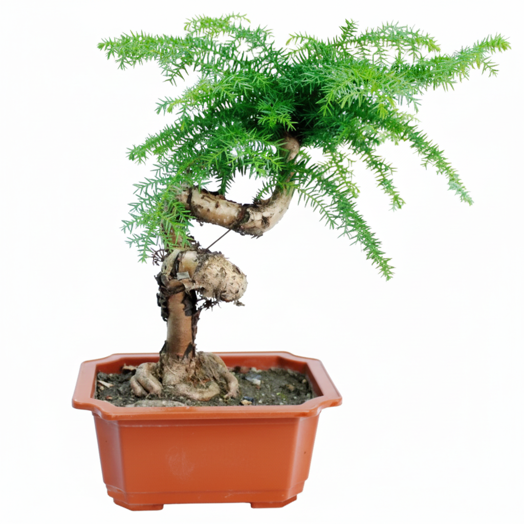 Bonsai on White Background