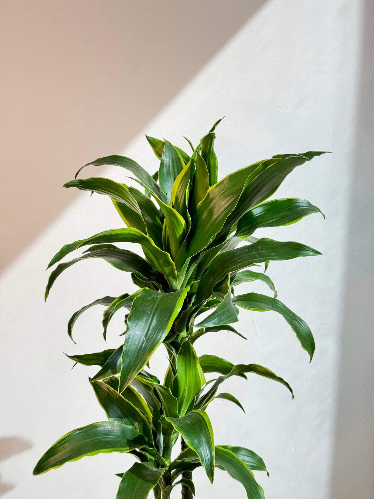 Dracaena Dorado - Indoor House Plant - نبات داخلي - دراسينا
