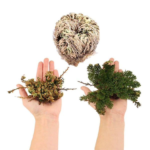 Rose of Jericho - Selaginella lepidophylla - Resurrection Plant