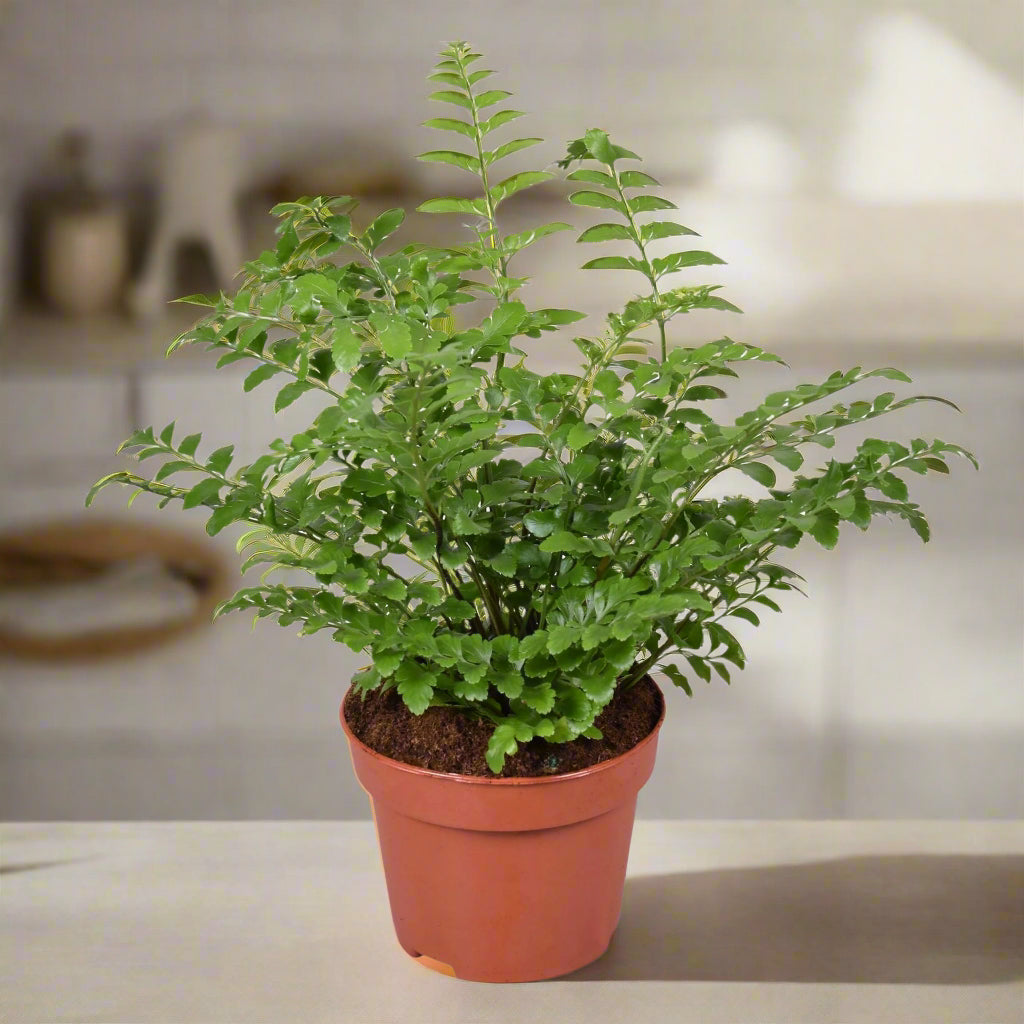 Asplenium Parvati Fern - Indoor House Plant - نبات داخلي