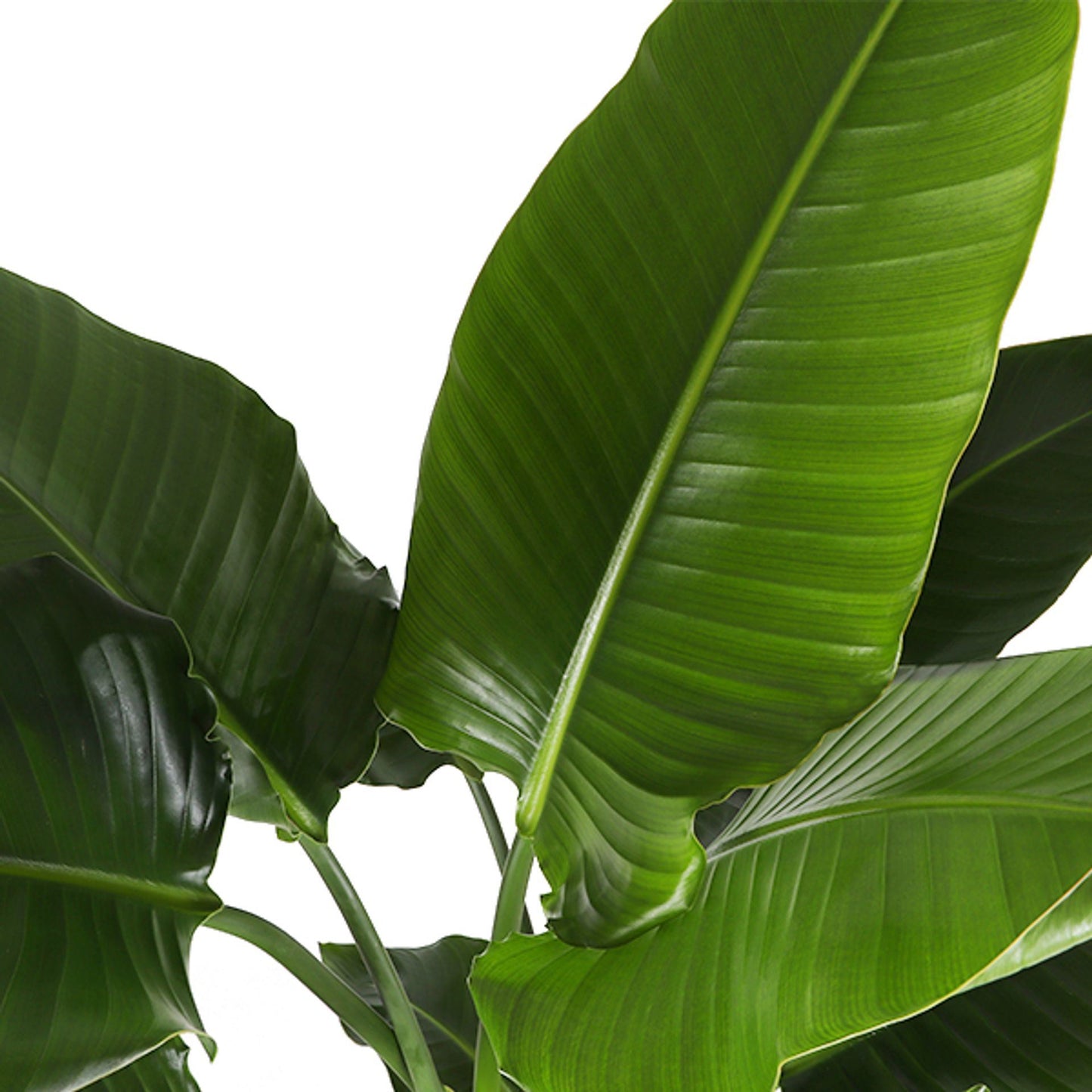 The Strelitzia Nicolai Bird of Paradise Plant is an indoor house plant with impressive height and charm. This robust species is ideal for any home, with a substantial 170cm size that adds exotic beauty to any interior. Buy from our online shop in Kuwait now to enjoy fast delivery.