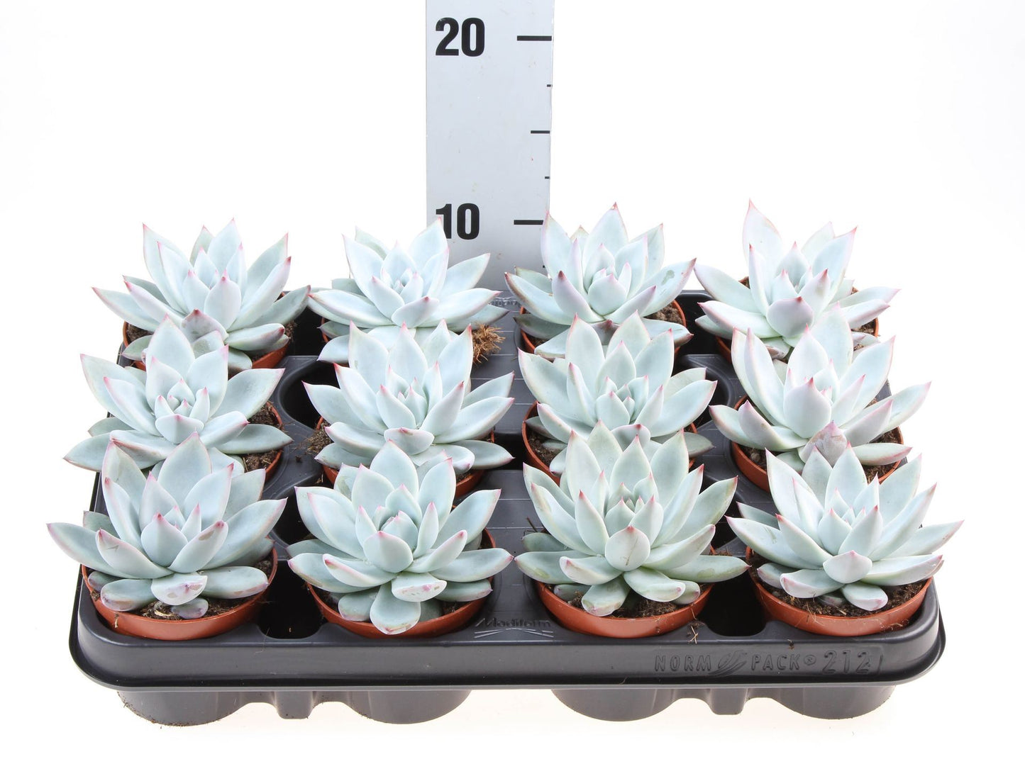 Echeveria colorata - Indoor Succulent Plant - نبات داخلي