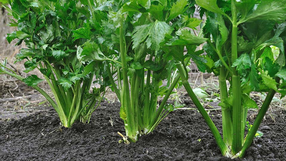 Celery Seeds - Organic Garden Seeds - بذور الكرفس