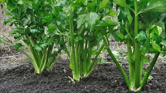 Celery Seeds - Organic Garden Seeds - بذور الكرفس