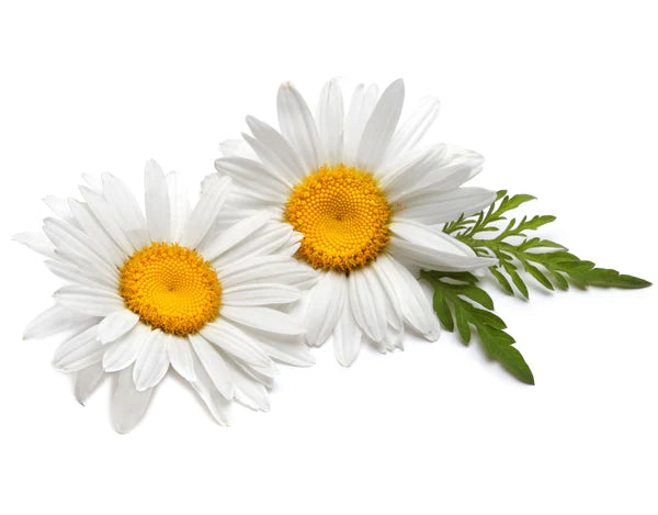 Chamomile Seeds - Organic Garden Seeds - بذور البابونج