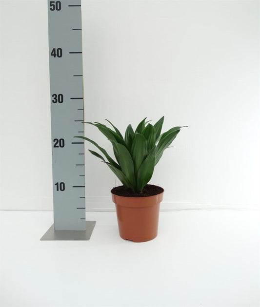 Dracaena Fragrans Compacta - Indoor House Plant - نبات داخلي