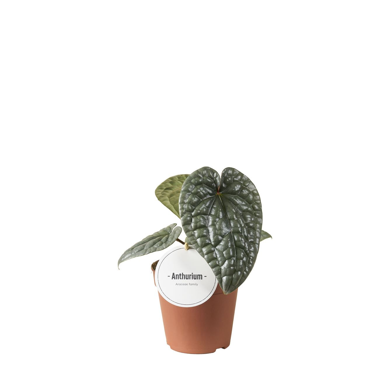Anthurium Luxurians - Rare Indoor House Plant - نبات داخلي