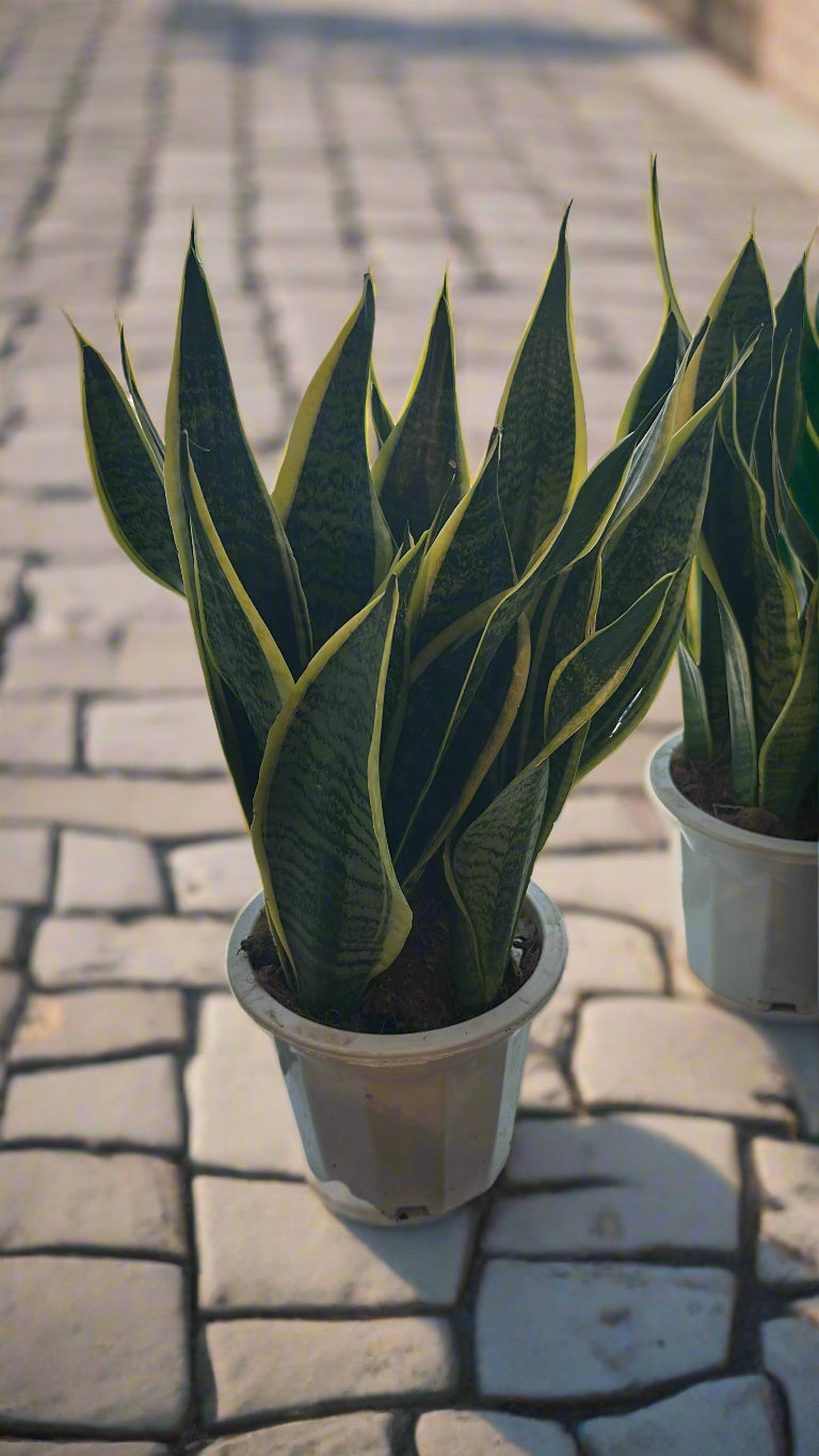 https://plantnpot.com › products › sansevieria-laurentii-1